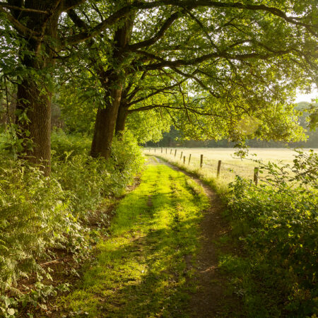 Chemin de campagne