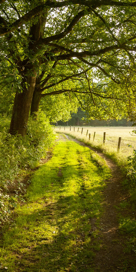 Chemin de campagne